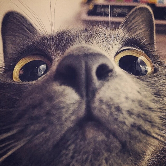 大眼睛猫咪头像图片